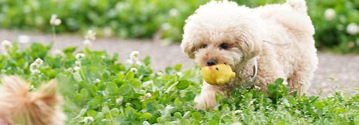 ご利用案内 キャンピングカーレンタル K S Factory ペットok 神奈川県 厚木市 ご利用案内 キャンピングカーレンタル K S Factory ペットok 神奈川県 厚木市